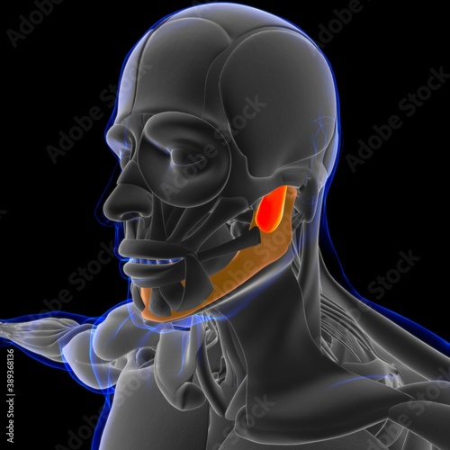 Masseter Deep Muscle Anatomy For Medical Concept 3D Illustration photo