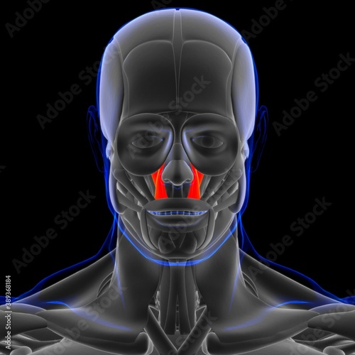 Levator Labii Superioris Muscle Anatomy For Medical Concept 3D photo