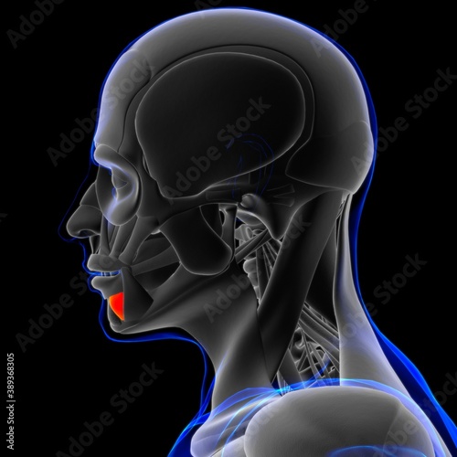 Depressor Labii Inferioris Muscle Anatomy For Medical Concept 3D