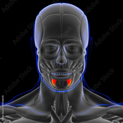 Depressor Labii Inferioris Muscle Anatomy For Medical Concept 3D