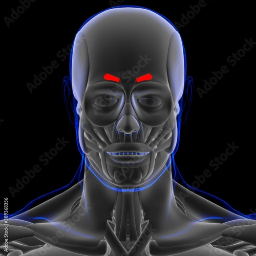 Corrugator Supercilii Muscle Anatomy For Medical Concept 3D photo