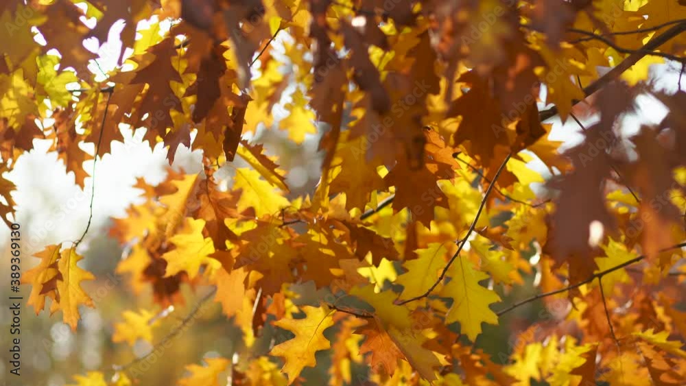 4k video background of amazing beautiful sunny autumn orange leaves of trees isolated at light blue sky background. Outdoor landscape and beauty of warm time of fall season concept. 4k video background of amazing beautiful sunny autumn orange leaves of trees isolated at light blue sky background. Outdoor landscape and beauty of warm time of fall season concept.
