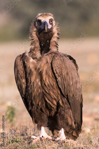 Cinereous vulture  Aegypius monachus