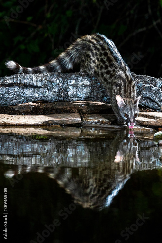 Cuadro en lienzo Common Genet, Genetta genetta