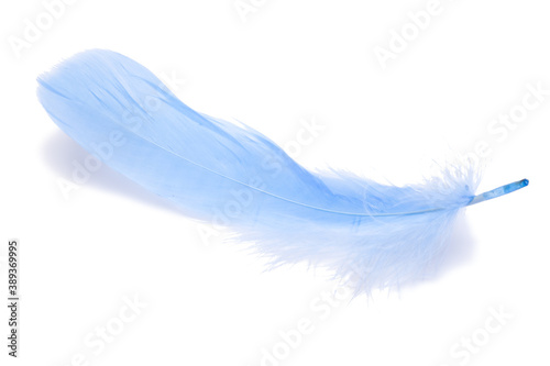 Blue fluffy feather isolated on the white