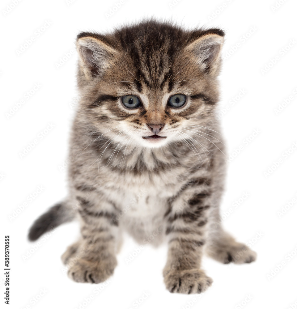 Small kitten isolated on a white background.