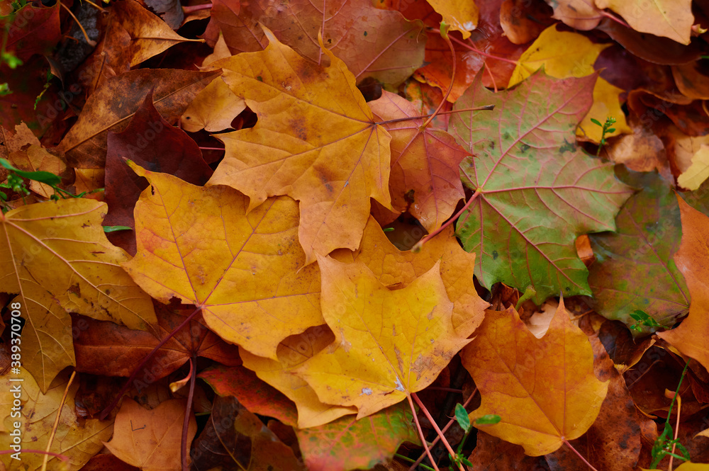 Autumn maple leaves as background Group autumn colour leaves. Outdoor.