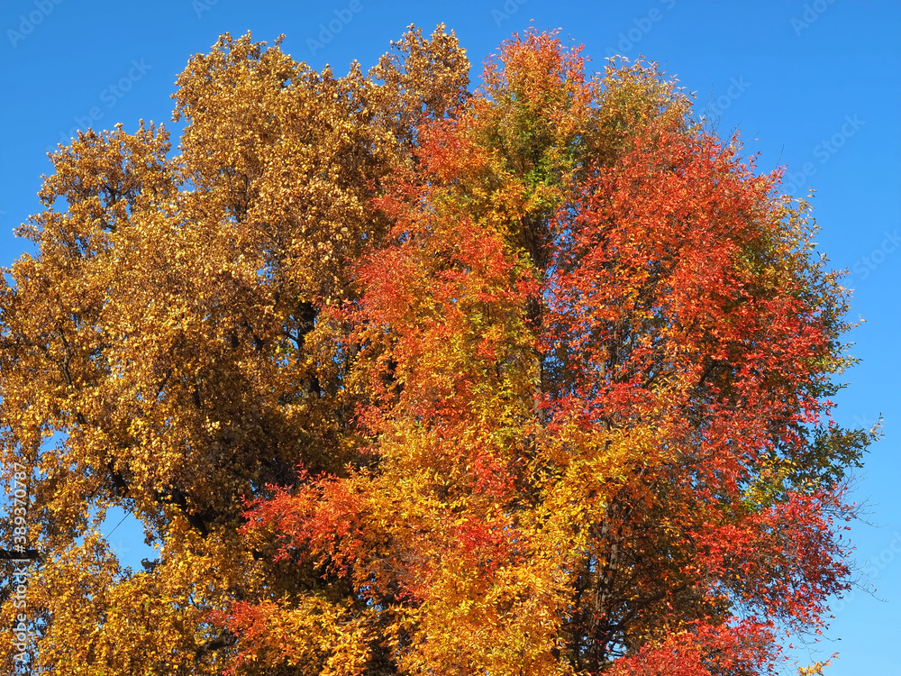 Colours of autumn fall - beautiful black Tupelo tree in front of blue sky