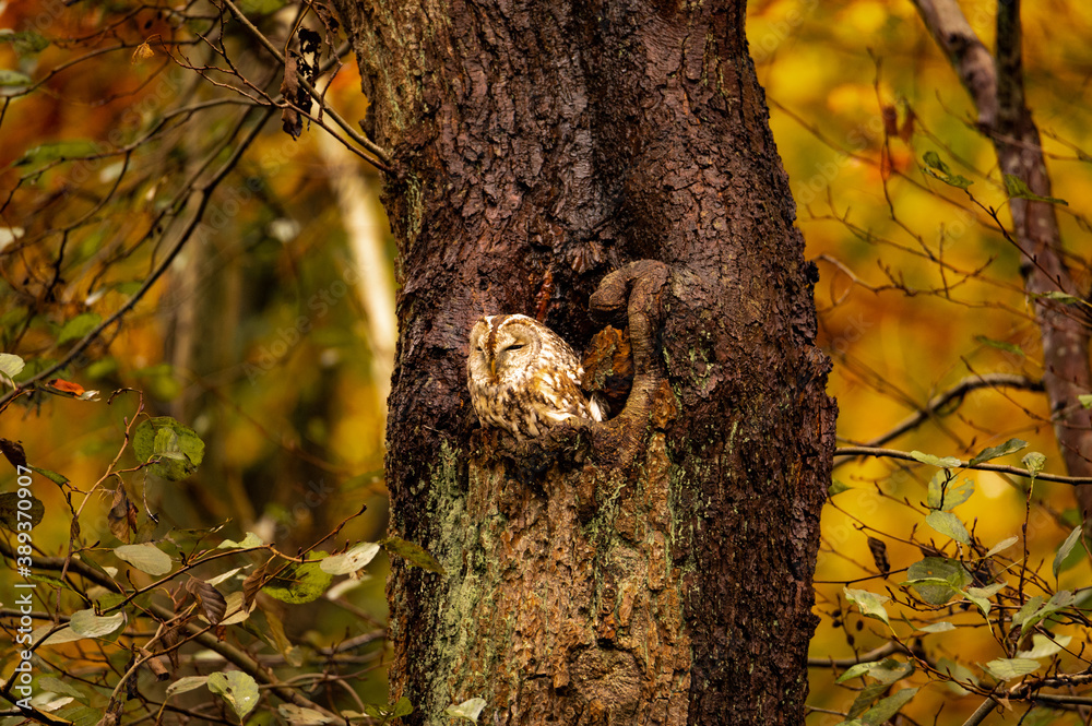Φωτογραφία Tawny Owl sitting in a tree in beautiful autumn colours