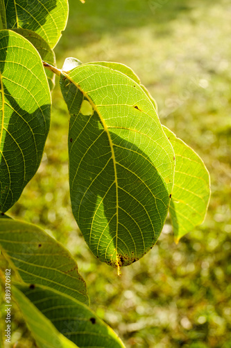 Hochformat: Blätter an einem Walnussbaum im kräftigen warmen Gegenlicht