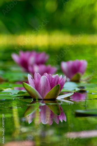 Water lilies