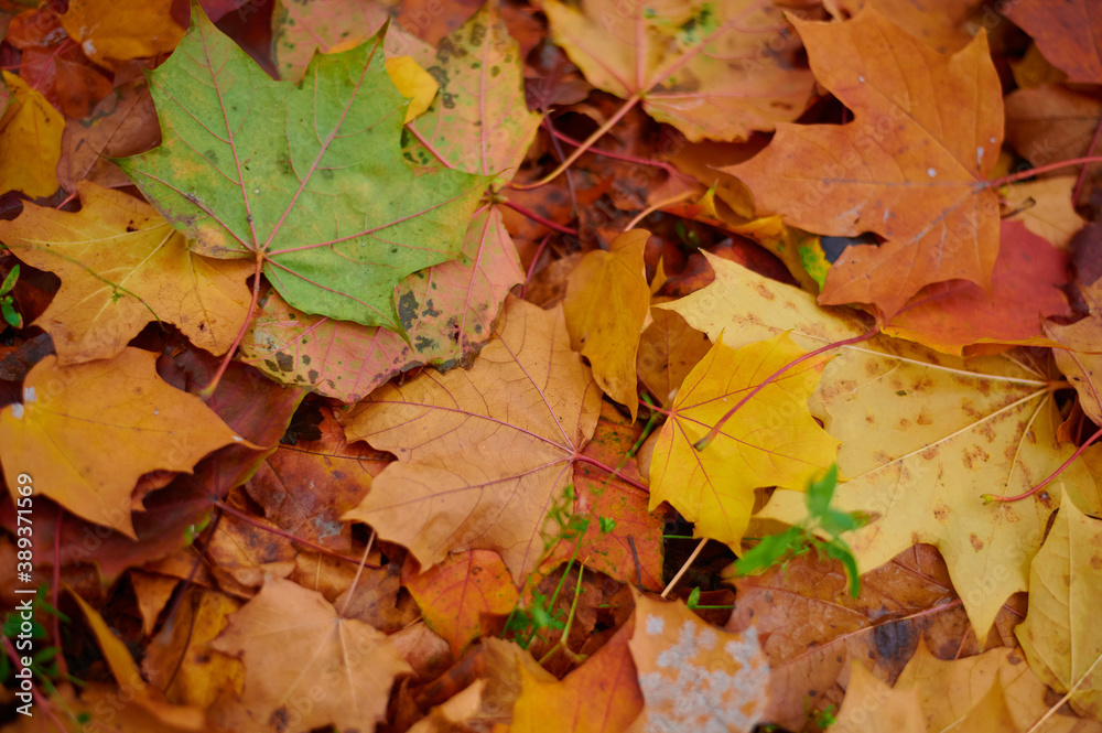 Autumn maple leaves as background Group autumn colour leaves. Outdoor.