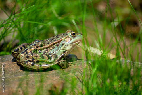 Frog on a shore