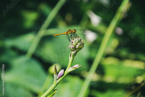 Dragonfly on a flower bud