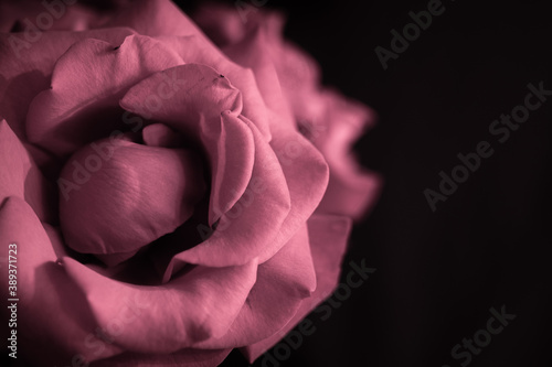 single pink rose on black background photo