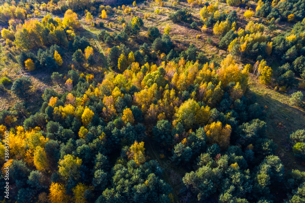 Forest with yellow and green trees in the autumn
