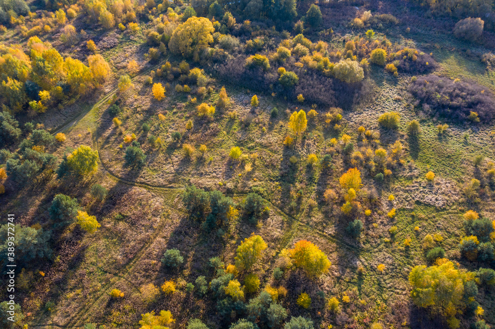 Sparse forest with yellow and green trees in the autumn