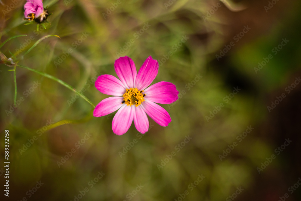 Obraz premium Beautiful delicate flowers on a green background close-up on the desktop