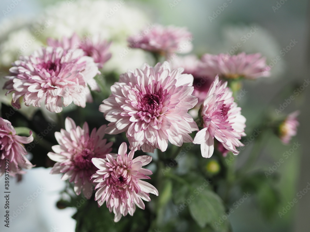 Obraz premium Violet and white Gerbera, Barberton daisy Flower beautiful bouquet in water glass colorful beautiful
