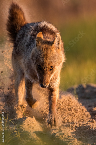 Eurasian Golden Jackal  Canis aureus moreoticus