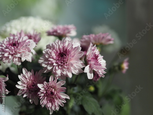 Violet and white Gerbera  Barberton daisy Flower beautiful bouquet in water glass colorful beautiful