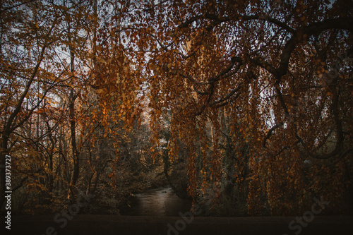 Autumn Landscape