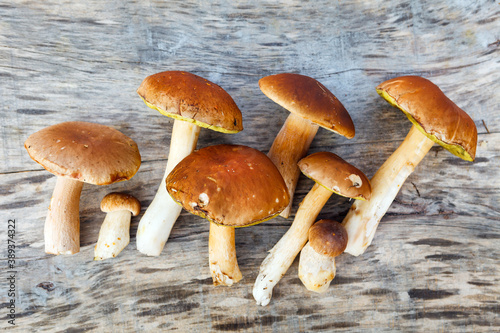 Several boletus mushrooms on a dark wooden table