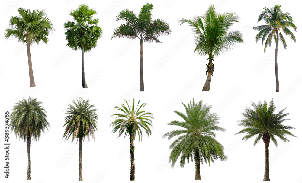 Fototapeta premium Set of coconut and palm trees isolated on white background, Suitable for use in architectural design, Decoration work, Used with natural articles both on print and website.