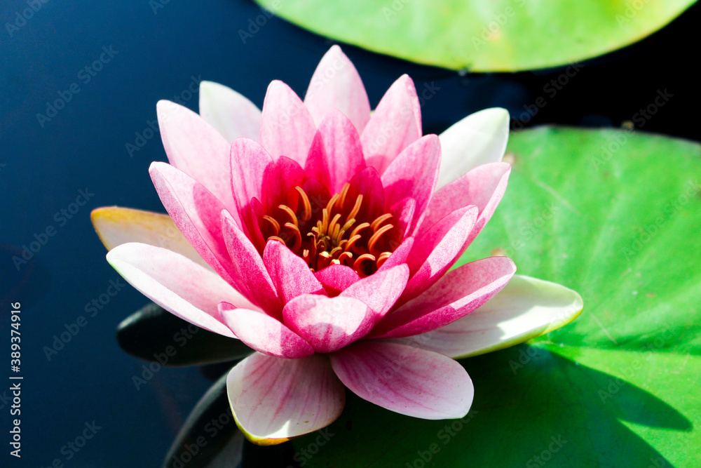 pink water lily pink water lily