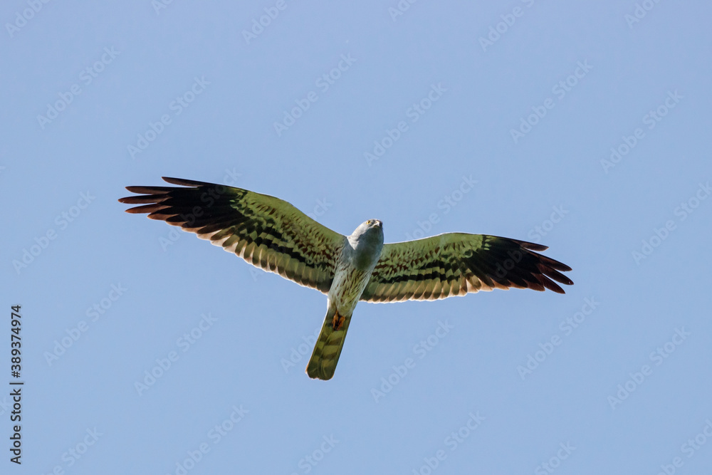 Obraz premium Montagu's harrier circus pygargus male in flight under blue sky. Cute rare bird of prey in wildlife.