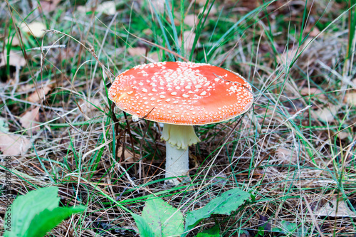 fly agaric mushroom