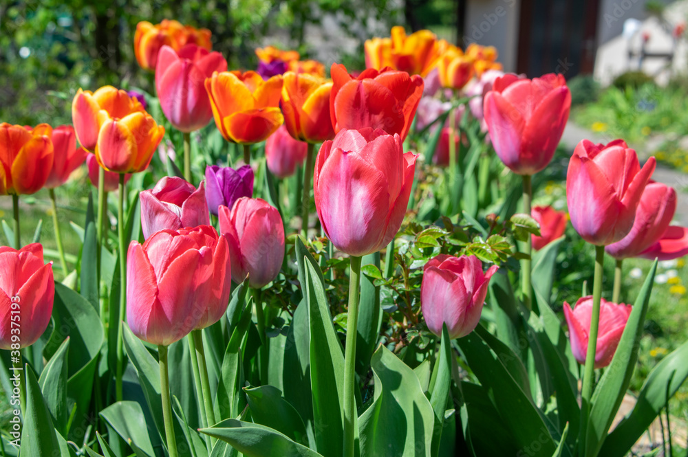 Amazing garden field with tulips of various bright rainbow color petals, beautiful bouquet of colors in sunlight daylight