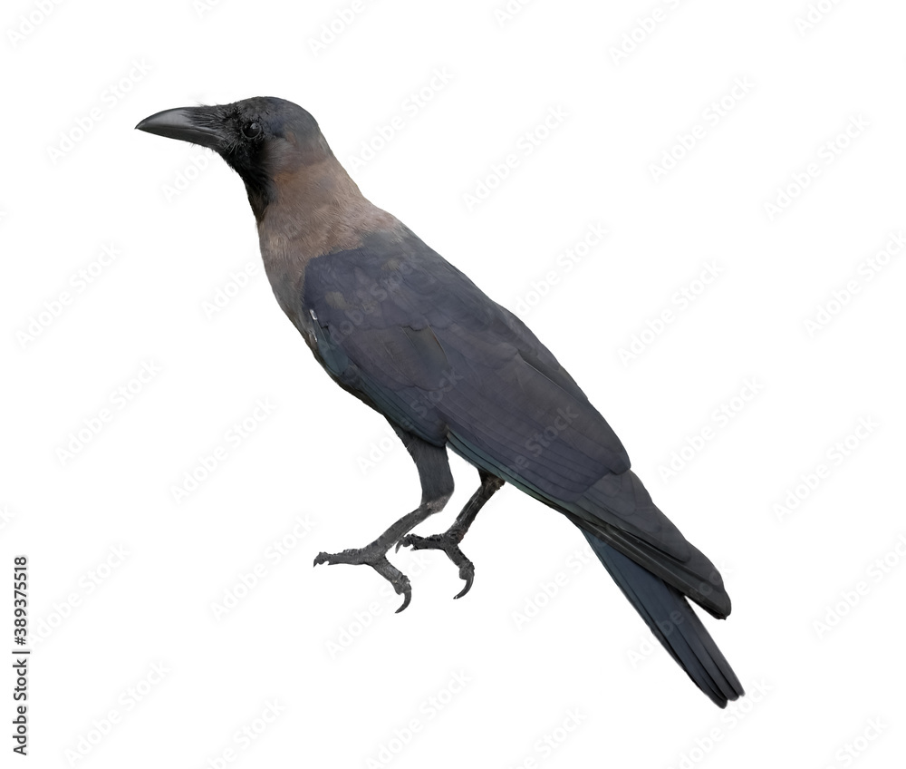 Obraz premium Side view crow, Corvus corone, isolated on white background.