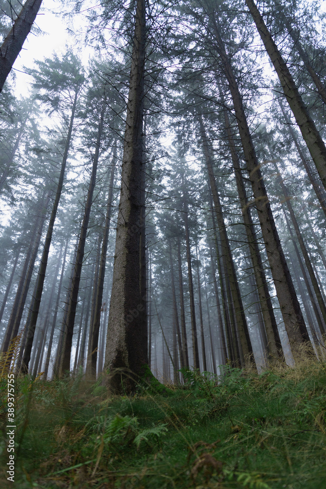 Fototapeta premium Stunning panorama of foggy coniferous Black Forest, Schwartswald, Germany