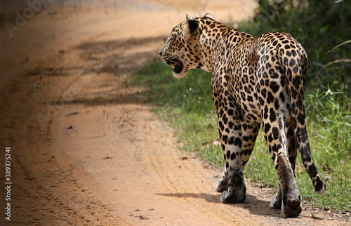 Leopard - Sri Lankan - Wilpattu NP (Pantera pardus kotiya)