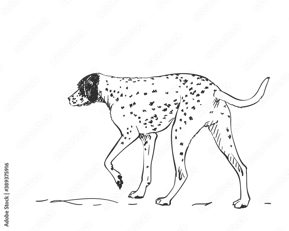 Dalmatian dog vector drawing. Walking side view sketch. Hand drawn pet illustration isolated black and white Dalmatian dog vector drawing. Walking side view sketch. Hand drawn pet illustration isolated black and white