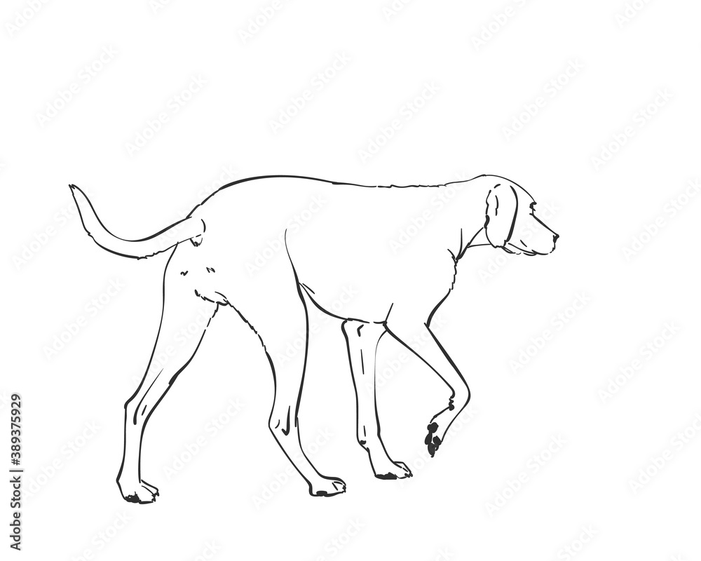White dog vector drawing. Walking side view sketch. Hand drawn pet illustration isolated black and white