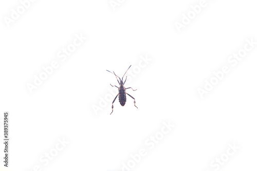 Insect bug on white with long legs