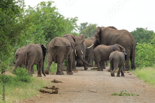 African bush elephant (Loxodonta africana) South Africa, JAR, Kruger National Park