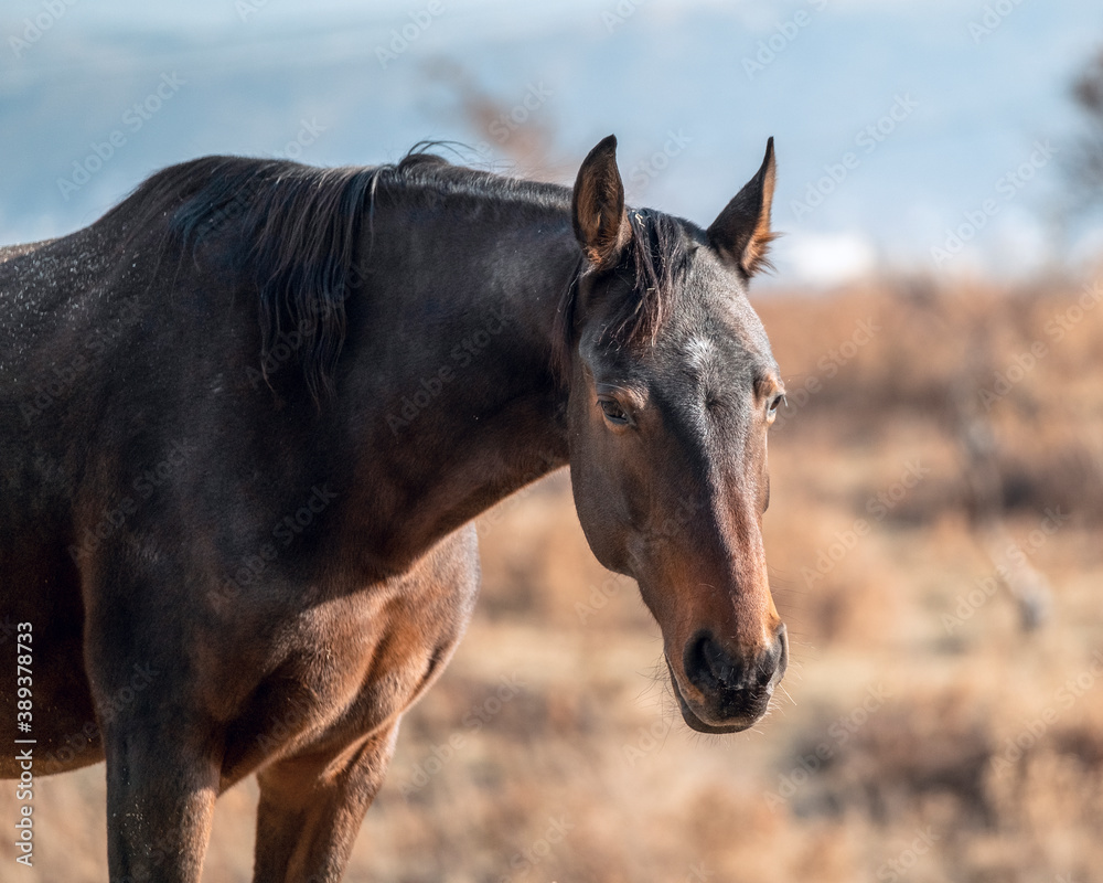 Fototapeta premium portrait of a horse