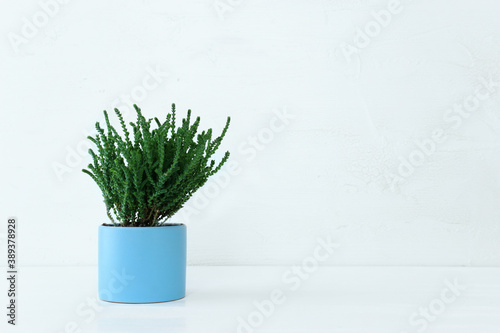 Interior image of wooden table with green plant over white wall background