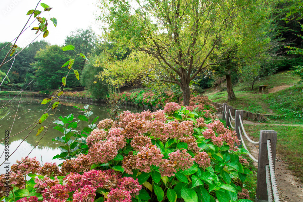 Fototapeta premium natural lake scenery background, oxygen-filled forest