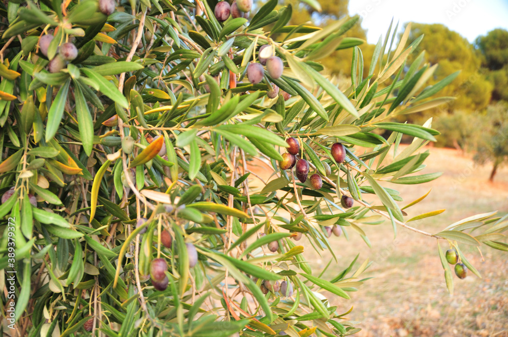 Olives on olive tree, Granada, October 2020 just before harvest