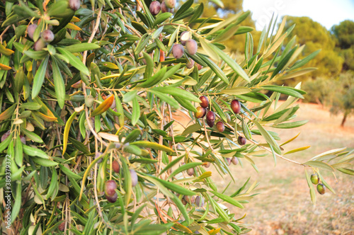 Obraz na płótnie Olives on olive tree, Granada, October 2020 just before harvest w salonie