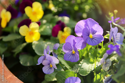 photo of blue pansy flowers in the garden. Close up  selective focus