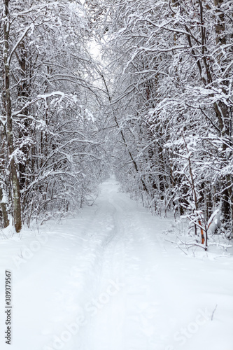 Snowy pathway is in winter forest, snow covered trees, nobody