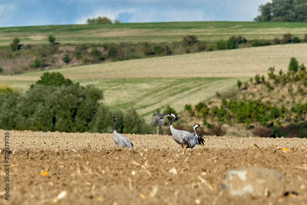 Kraniche ( Grus grus ) auf Rügen.