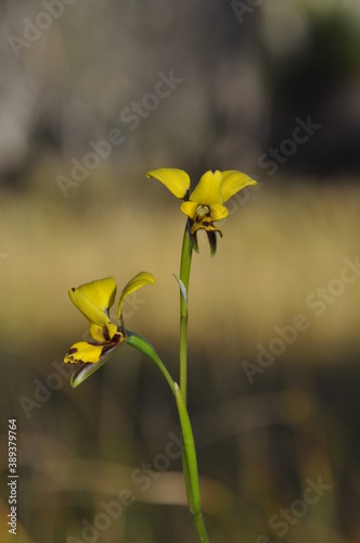 The bee orchid (Diuris laxiflora). This small orchid inhabits swampy areas. 