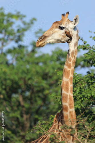 South African Giraffe (Giraffa camelopardalis  giraffa) South Africa, JAR, Kruger National Park