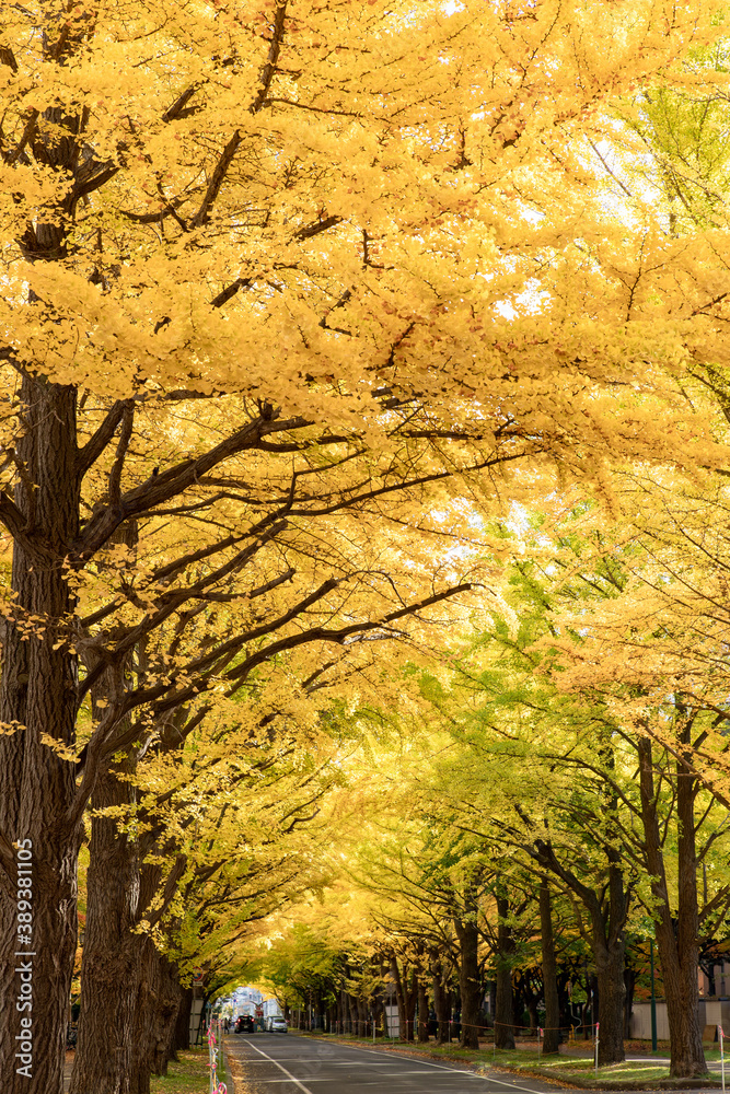 Obraz premium 北海道 札幌市の紅葉